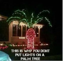 thecogirl:  justhiitit:  so I have never put on lights outside before….  Hahahaha 