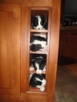 all-dog-breeds:  Who needs wine storage, when you have Border Collie Puppies!!! 