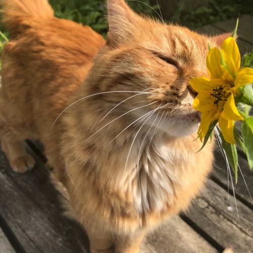 purrfectpeach:Jack meets a sunflower