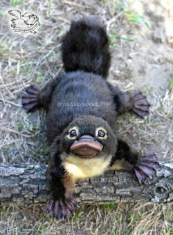 accidental-muse:hungry-4-both:lesstalkingmorespanking-deactiv:rev-another-bondi-blonde:Platypus babies are called “puggles”.  Yes, you needed to see this today!@amysubmits @danipup It’s not quite ducklings, but…..gahhhh! it’s