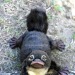 accidental-muse:hungry-4-both:lesstalkingmorespanking-deactiv:rev-another-bondi-blonde:Platypus babies are called “puggles”.  Yes, you needed to see this today!@amysubmits @danipup It’s not quite ducklings, but…..gahhhh! it’s