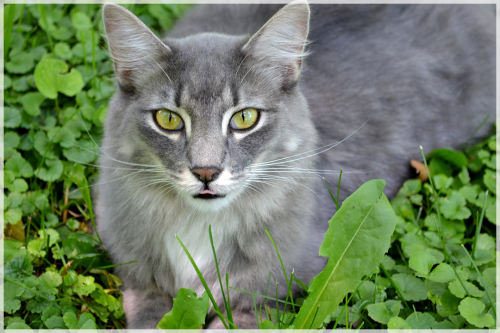 javapix: My dear Mister Fluffy. &lt;3 What GORGEOUS facial markings!