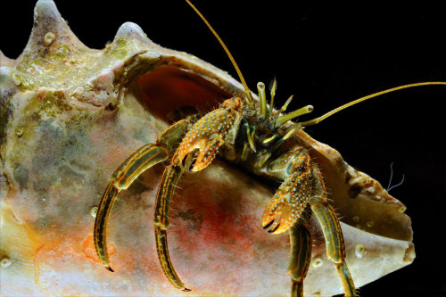Thinstripe hermit crab (Clibanarius vittatus)