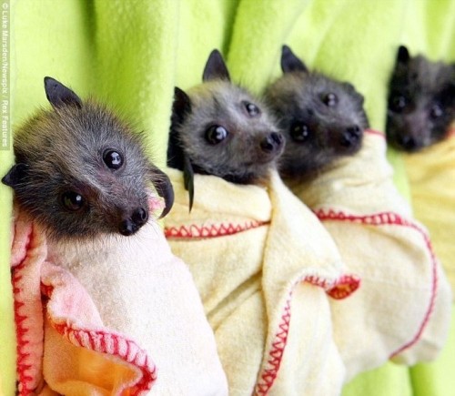 exp3ctopatr0num:  socali-dreamer:  little baby bats in little baby bat blankets  I can’t handle how cute this is 