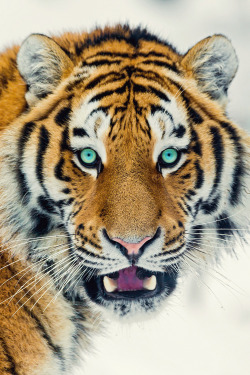 imposingtrends:Expressive Tiger | IT | Facebook