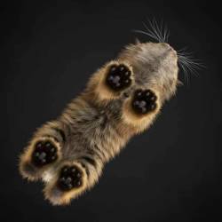cuteness–overload:  Kitten footsies