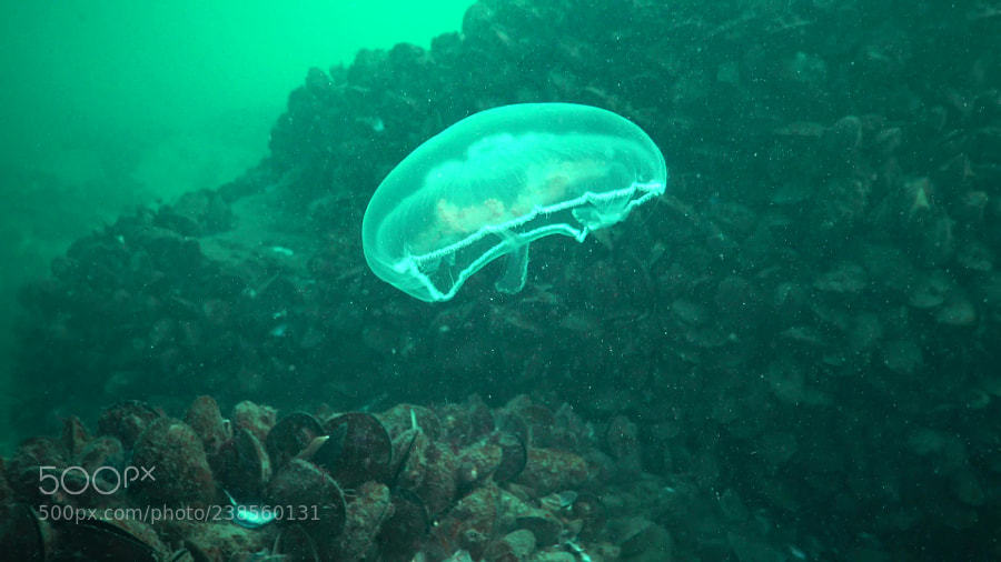 socialfoto:Aurelia aurita (also called the moon jelly Aurelia aurita (also called