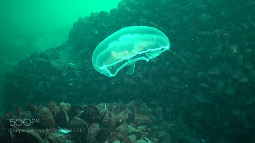 socialfoto:Aurelia aurita (also called the moon jelly Aurelia aurita (also called the moon jelly, moon jellyfish, common jellyfish, or saucer jelly) is a widely studied species of the genus Aurelia by hydrobiolog