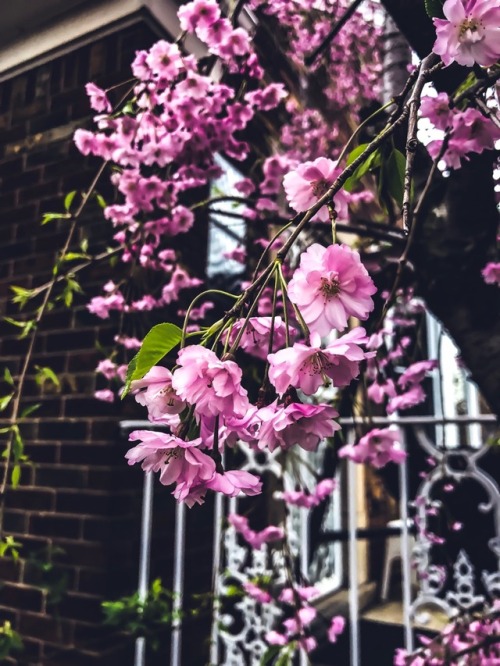 Spring Flowers in Michigan