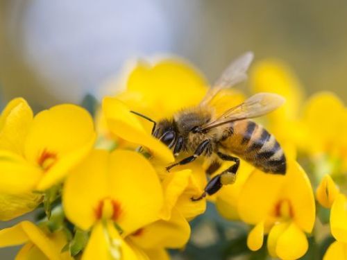 Honeybees are in trouble. Here’s how you can helpThe die-off of America’s honeybee colon