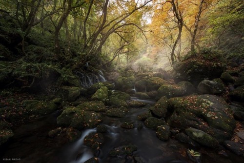 quiet-nymph:Photography by Misaki Nagao@長押し