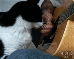 4gifs:  Cats demanding to be pet. [video]