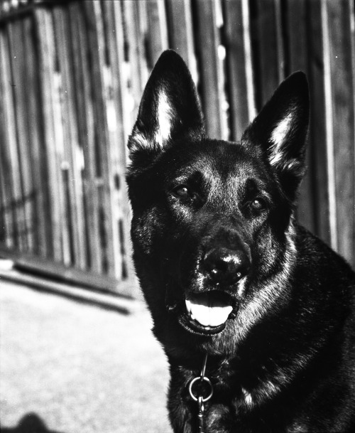 Jaeger in the morning light -our six year old male GS, shot on Ilford film using a Mamiya Rb67 with 