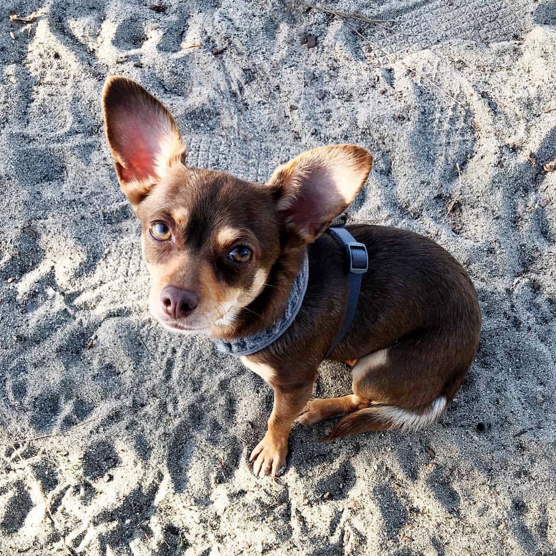 First time in park and off leash. She was like “reaaaally?!” (at Santa Monica, California)