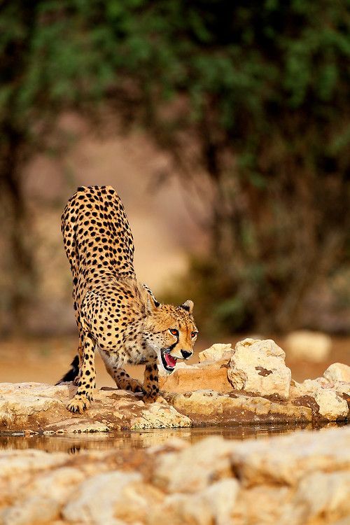 our-amazing-world:  Hot drink by John Mu Amazing World beautiful amazing 