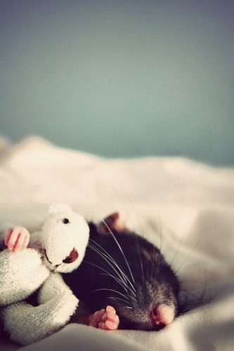 adorablygoaty:  shiftylookingoctopus:  These are picture taken by a woman who makes teddy bears to cheer up her pet rats.  Reblogging because rats are the cutest <3 