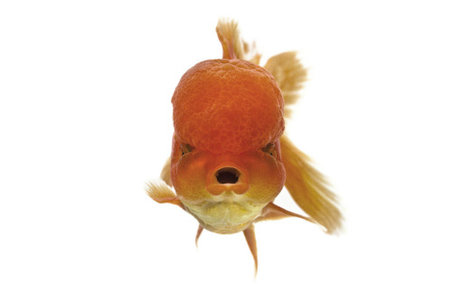 staceythinx:  Selections from The Fish Book by Ernest Goh 