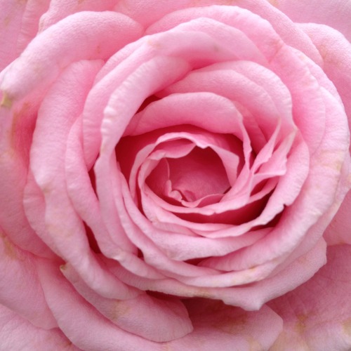 ♡ Belladonna ♡