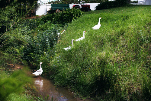 Climbing up the hill in a line. 