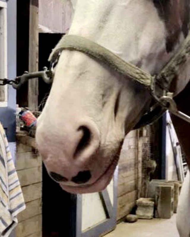 dressagecow:Zoom in. Enhance. Mustache. porn pictures