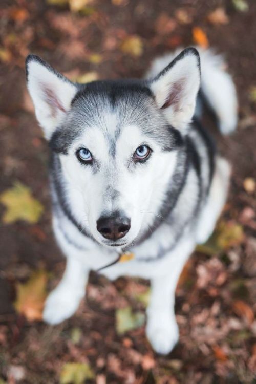 trasemc:  Fall + Huskies!! i love it!!! 