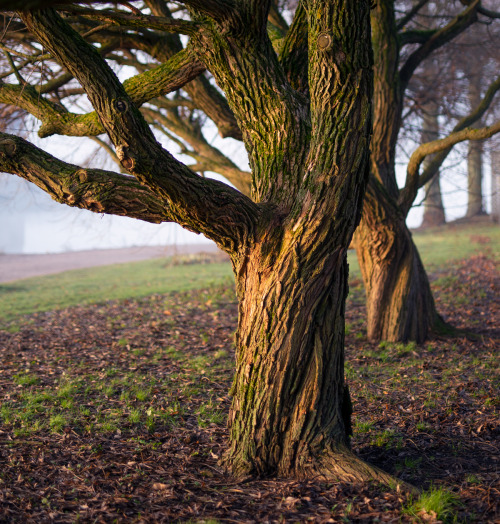 ullathynell:One fine November morning in Helsinki