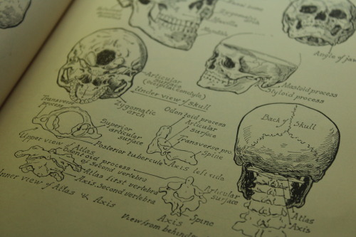 Macabre Studies
