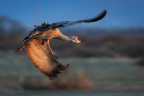 Sandhill Crane at Whitewater Draw, Arizona