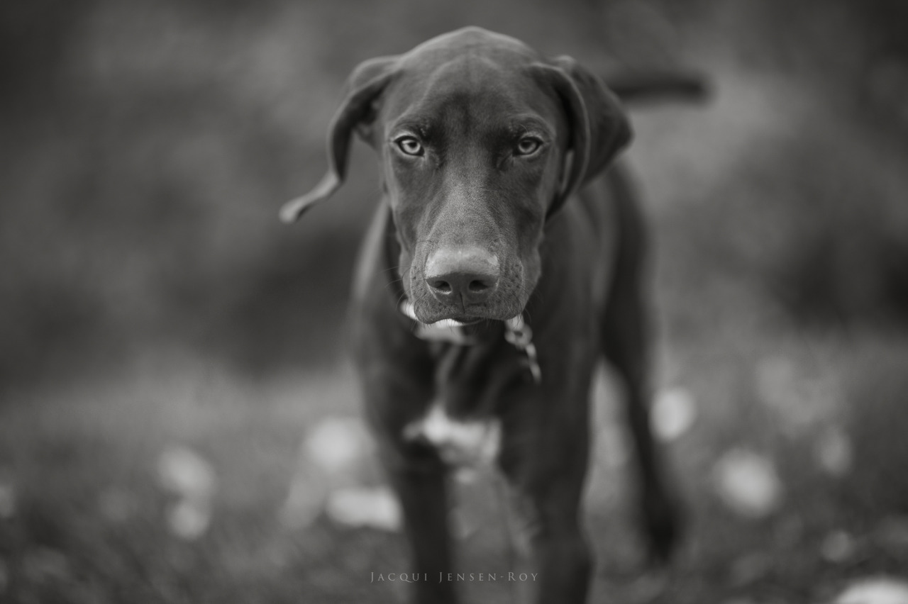 jacquijr-blackandwhite:  Hunter and his goofy ears.  German Shorthaired Pointer,