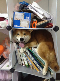 awwww-cute:  dat Shiba Smile (Source: http://ift.tt/1hJw5cz)