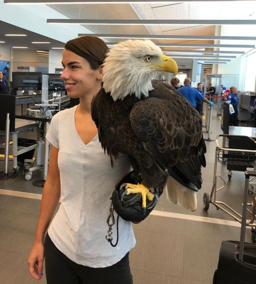 sixpenceee:“Clark the bald eagle out of his carrier while going through security”                   