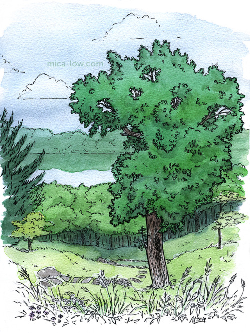 Little watercolor sketch of a gorgeous old oak on the grounds of De Cordova Sculpture Park and Museu