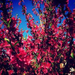 #springhassprung #blossoms #antioch #haciendaperezgarcia