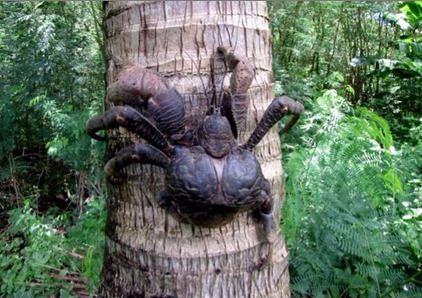 sixpenceee:  THE COCONUT CRAB Birgus latro also known as the coconut crab is the