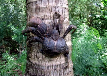 sixpenceee:  THE COCONUT CRAB Birgus latro also known as the coconut crab is the largest terrestrial arthropod in the world. They can grow up to a leg span of 3 ft. It sometimes takes 120 years to reach it’s full size. It’s also known as the robber