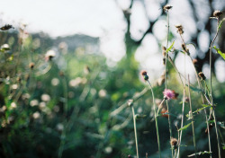 azusaphoto:  枯れ行くような　まだ少し咲き残るような　身近な秋はそんな感じ。