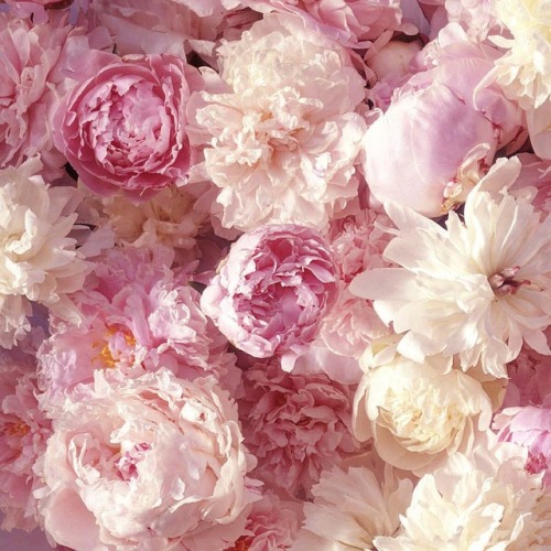 andantegrazioso:Pinks | sonya_babiy