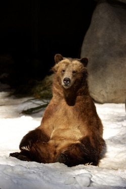 llbwwb:  Grizzly Snow Day (by San Diego Zoo