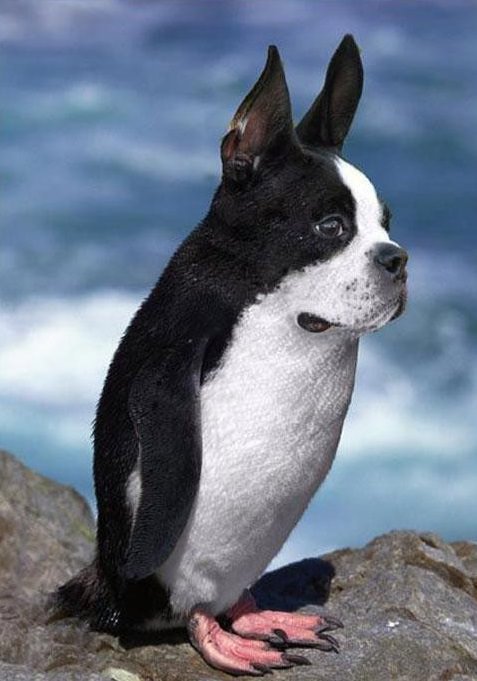 catsbeaversandducks:DoguinsVia Imgur