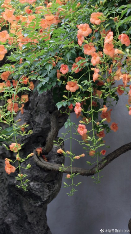 fuckyeahchinesegarden:chinese trumpet creeper in suzhou garden by 暗香盈袖1965