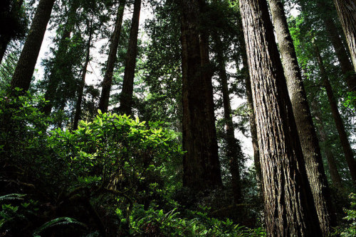 definitelydope:  lord the air smells good today 