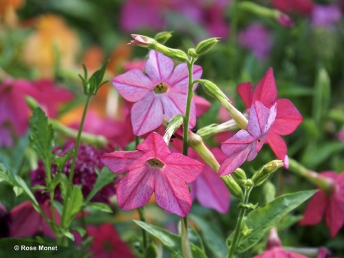 rosemonetphotos - Nicotiana alata, Nicotiana affinis    ...