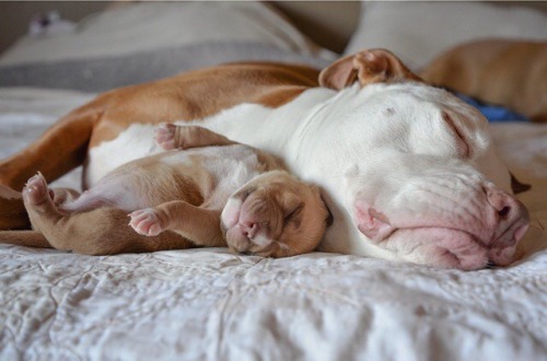 uupintheclouds: l-exxquisitedouleur: alwayspapadouche: Penny with her foster dad, Kilo, and favorite