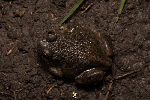 This shady individual is a Mexican spadefoot toad [Spea multiplicata] found after rain in Hueypoxtla