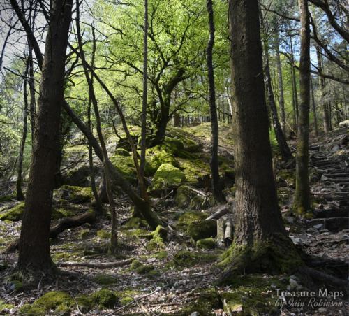 thefierybiscuit: Caught in the light, Coed Aberglaslyn