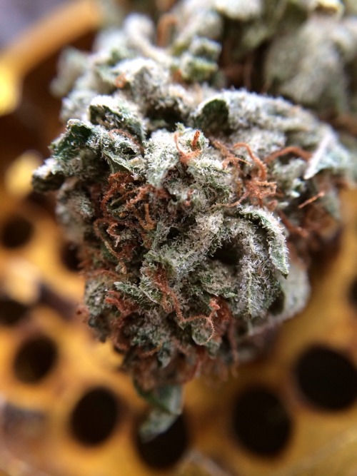 codeinelivin:  Platinum Kush. Fresno, CA. bloonted.us 