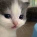peach-cream-yukio:Lil guy photo dumpThese are top tier I am in love with this lil