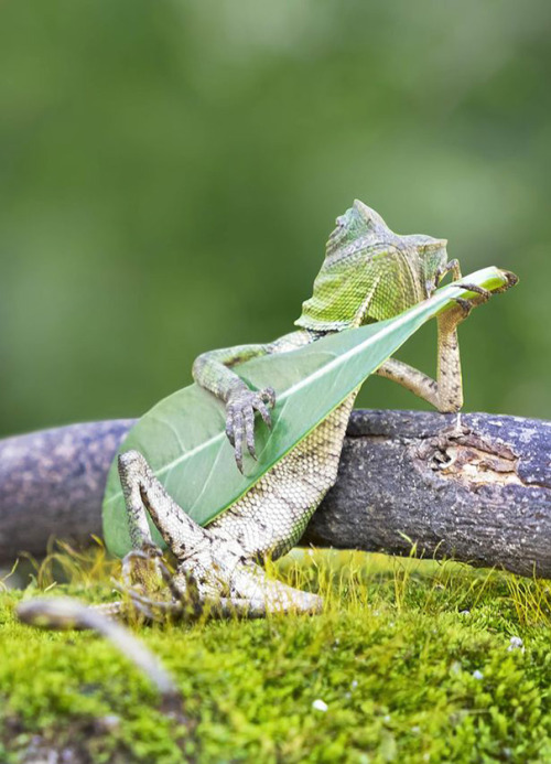 Here is a wee picture for music and lizard fans. A Dragon Lizard playing a leaf guitar in Indonesia.