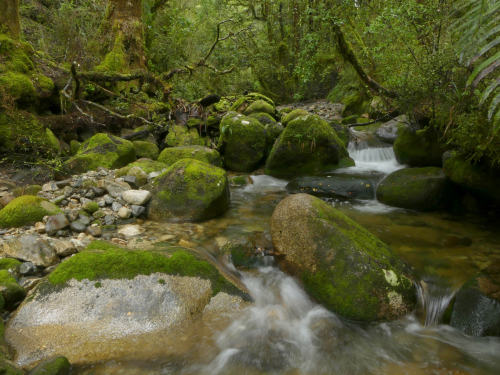 McRae&rsquo;s Creek ~ Victoria Forest Park by Steve Reekie