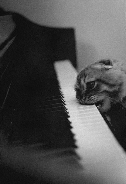 This could be my cat&hellip;she&rsquo;s a little insane! -fm